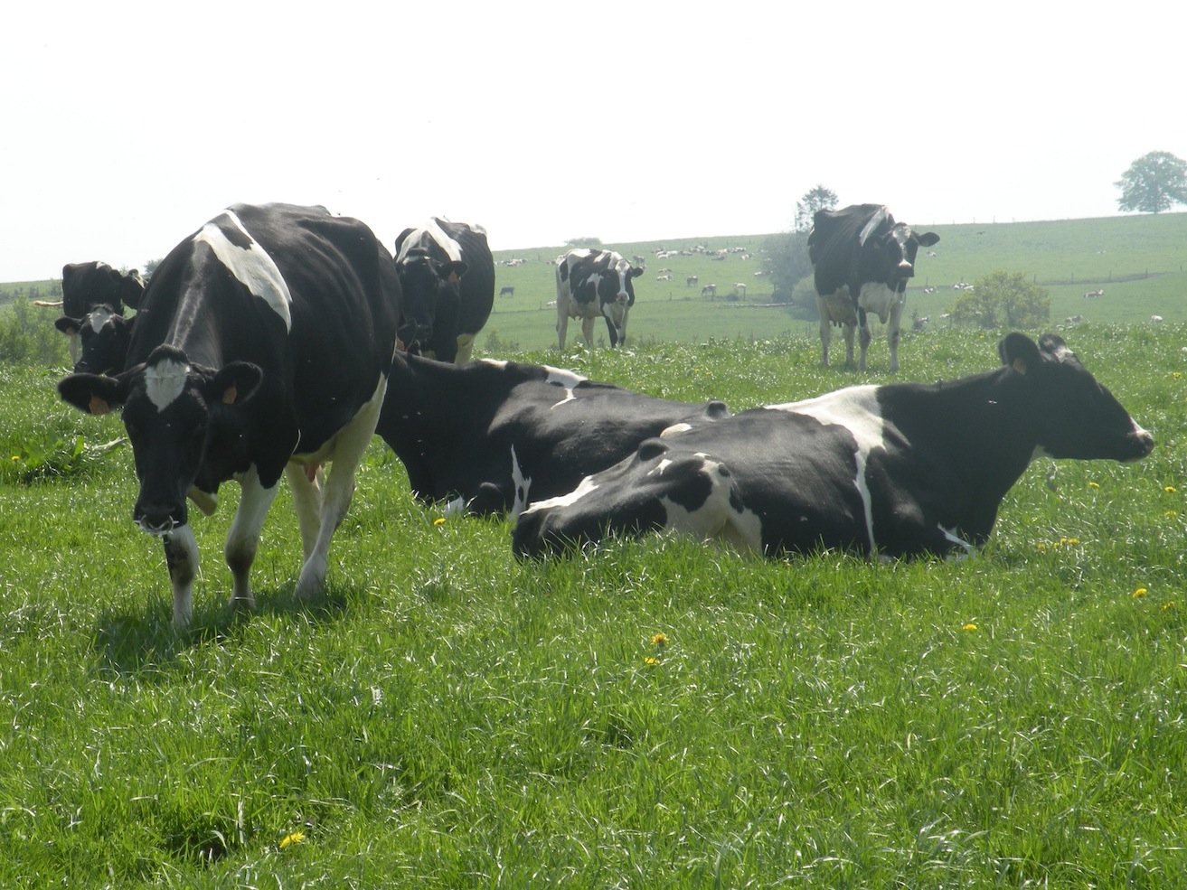 Vidéoconférence pour les éleveurs laitiers : quelles sont les perception et attentes des consommateurs vis-à-vis du secteur laitier, notamment au niveau de la durabilité?