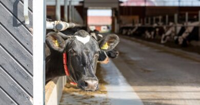 Quelques conseils pour prévenir le stress thermique chez vos vaches