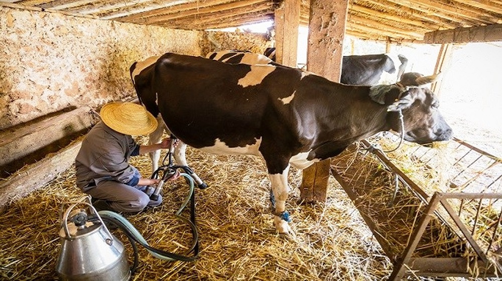 CHERGUI lance le 1er lait sans lactose au Maroc - LES DOMAINES AGRICOLES