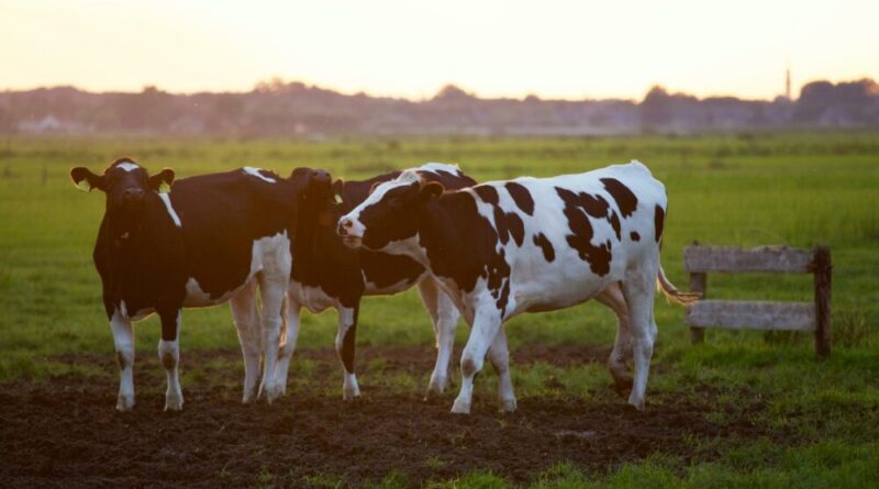 three black and white cows