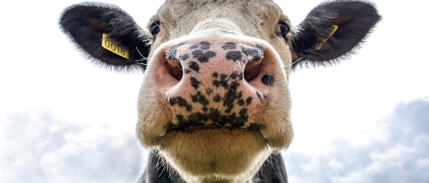 black and white dairy cow s head