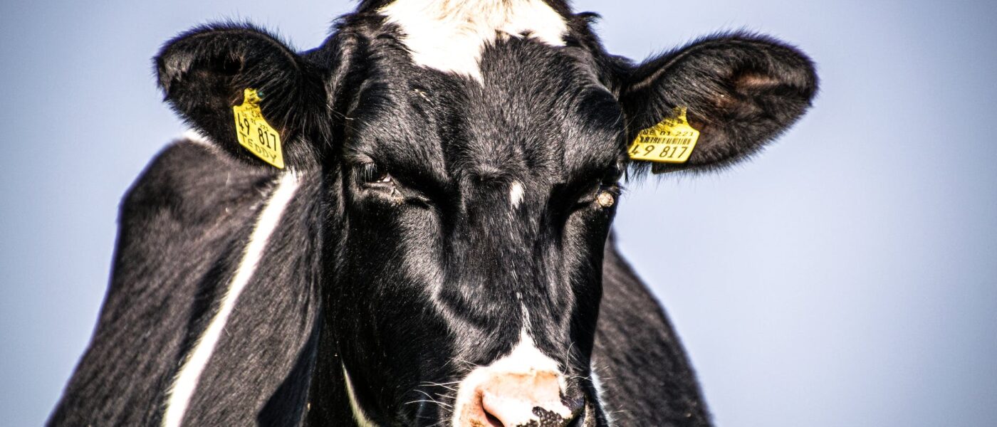 close up photo of cow