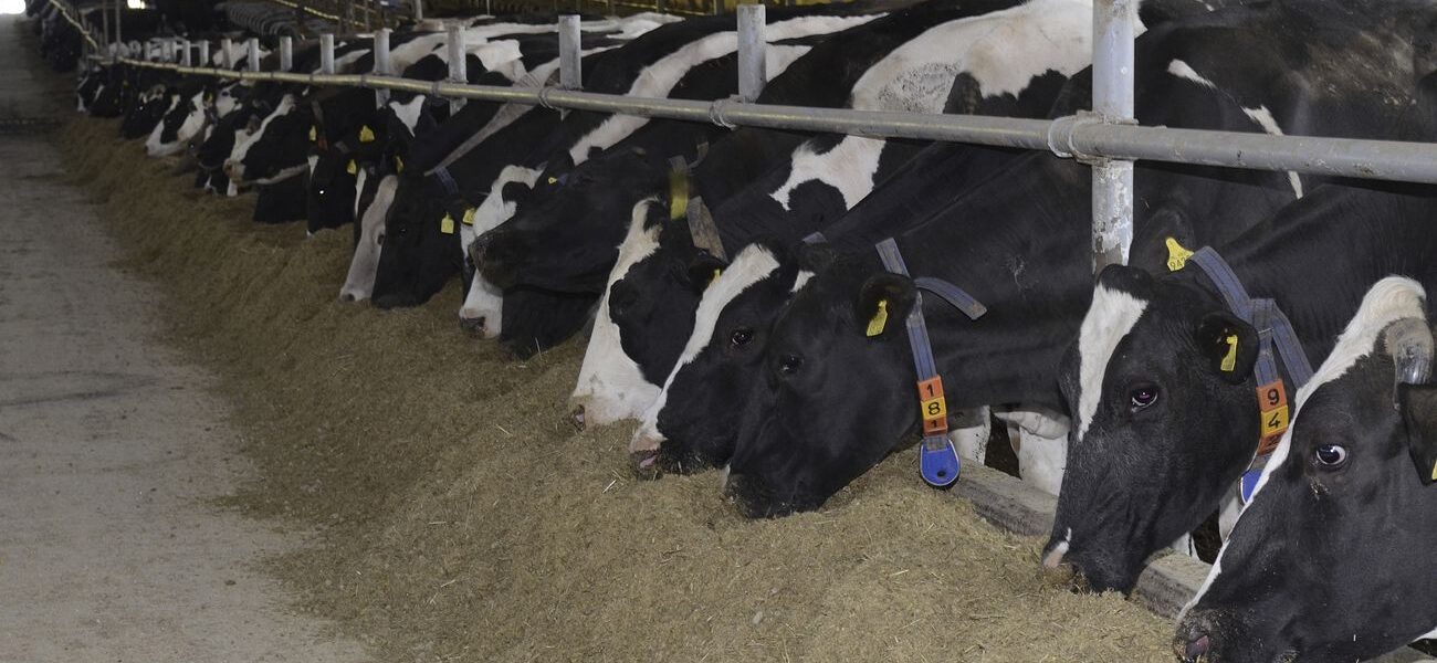 Dairy cows at a farm