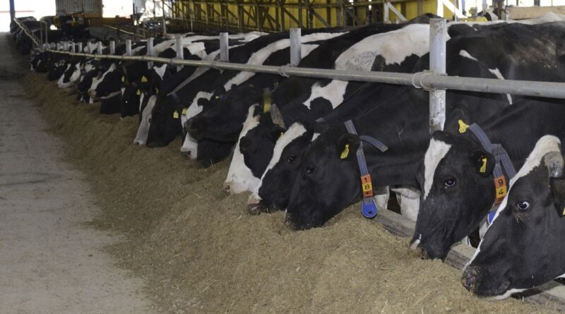Dairy cows at a farm