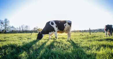 photograph of a black and white cow eating green grass